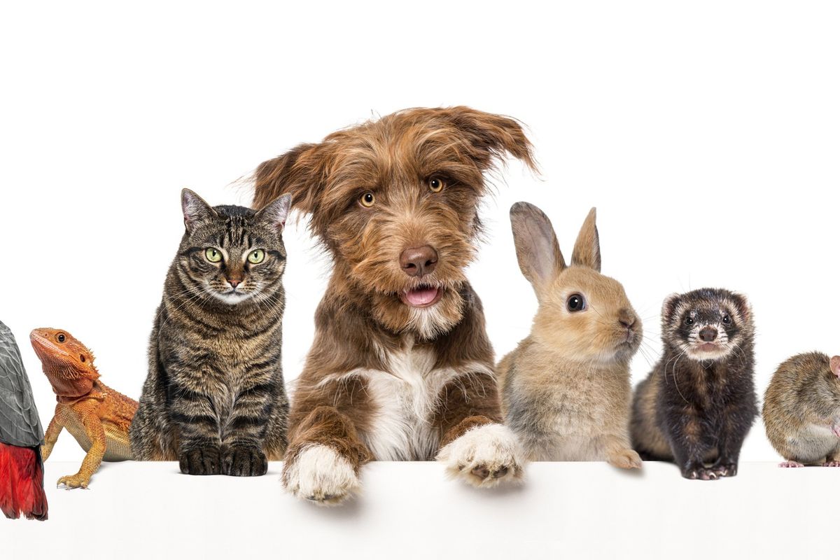 UK pet care market 2025