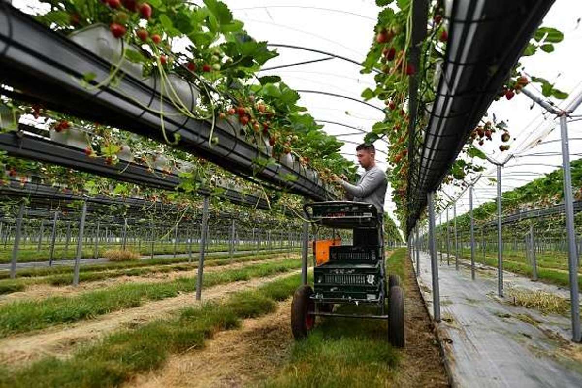 UK veg production rises, but self-sufficiency remains low