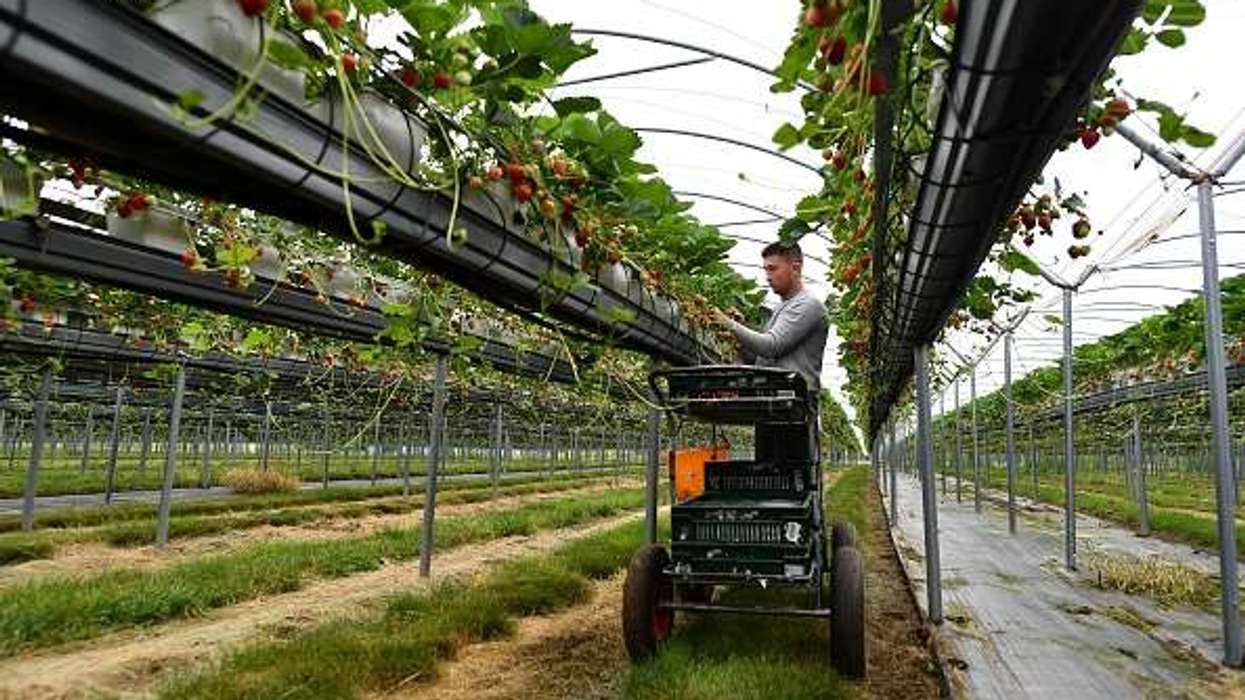 UK veg production rises, but self-sufficiency remains low
