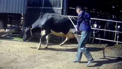 Arla suspends North Yorkshire farmer for animal abuse | Asian Trader