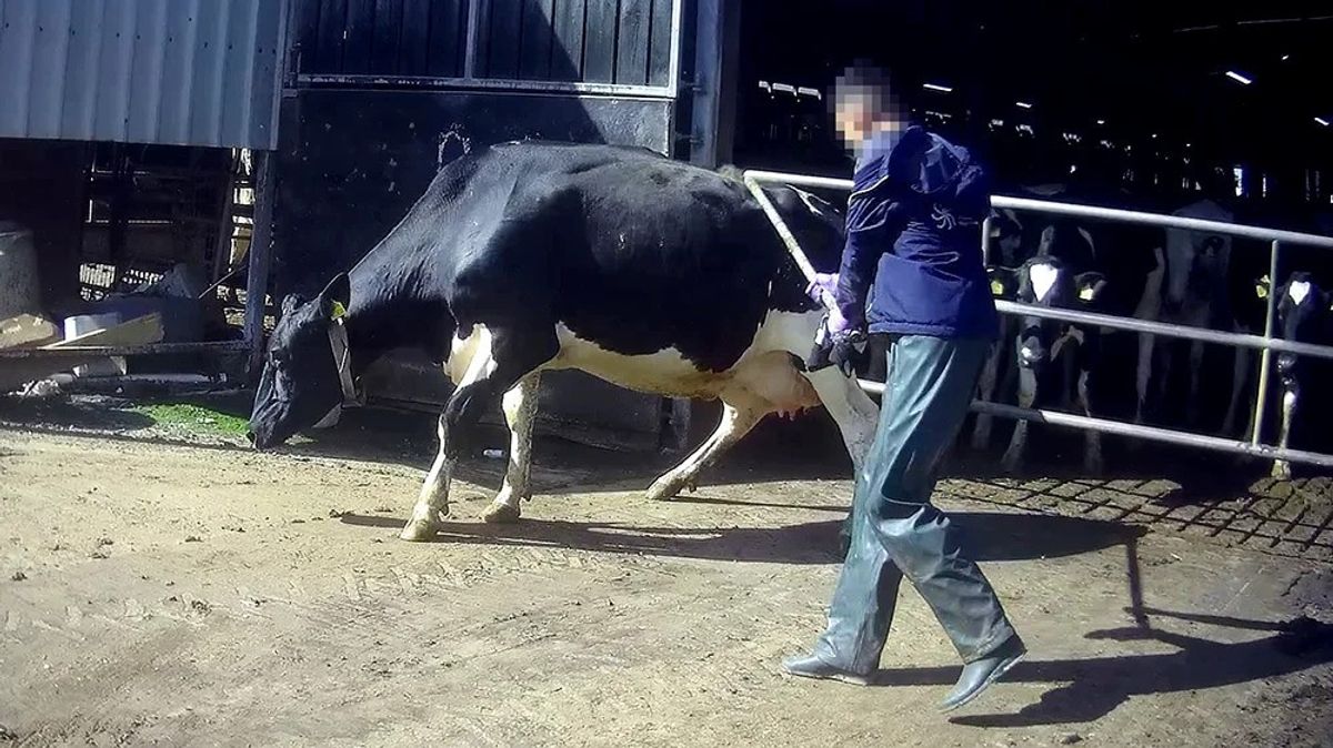 Undercover footage reveals a worker striking a cow at Lowfields Farm in Northallerton, leading to an Arla suspension in March 2025