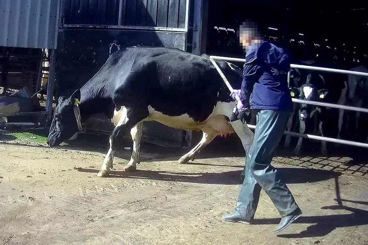 Undercover footage reveals a worker striking a cow at Lowfields Farm in Northallerton, leading to an Arla suspension in March 2025