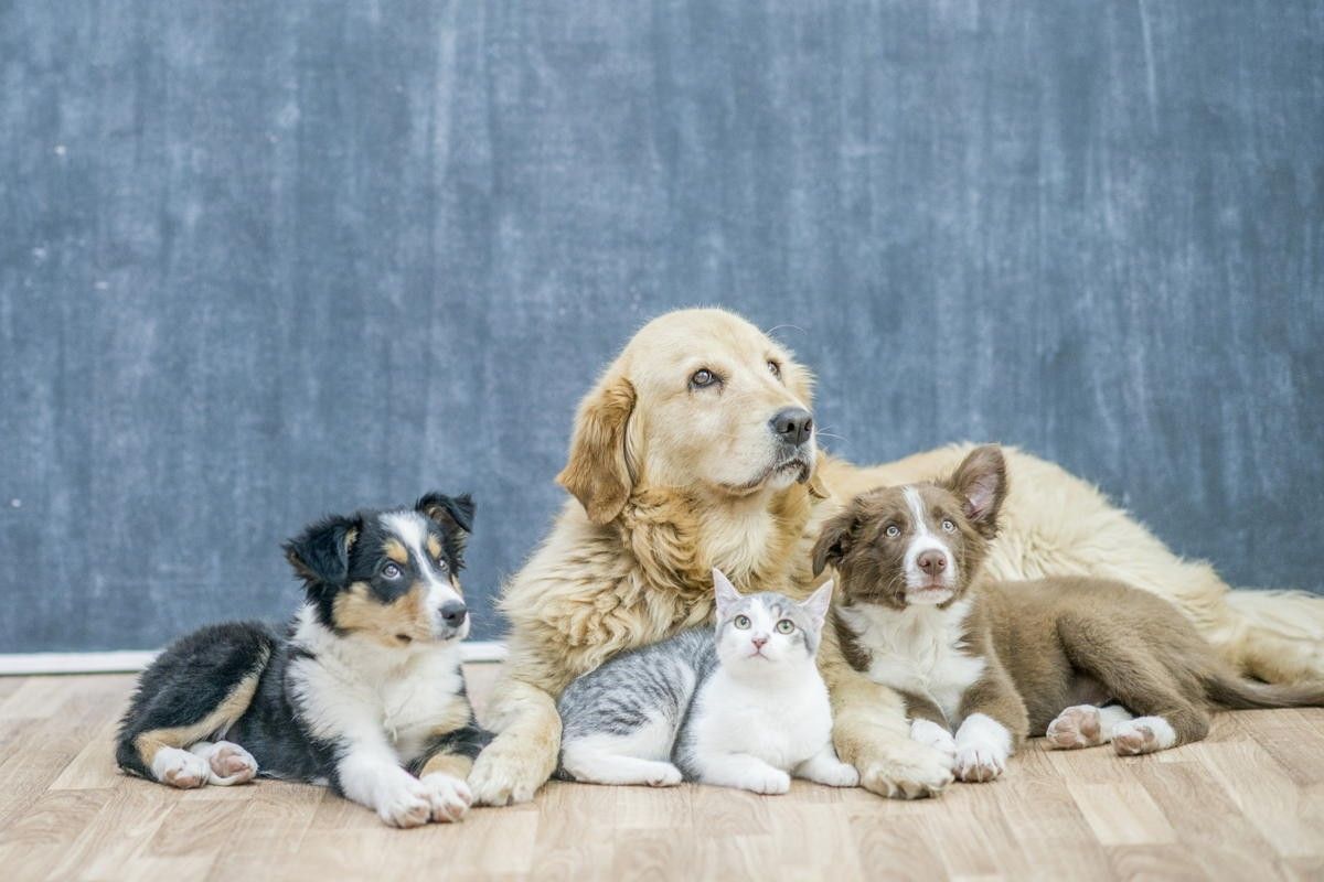 Sainsbury's warns of pet food pouch shortage Asian Trader Business