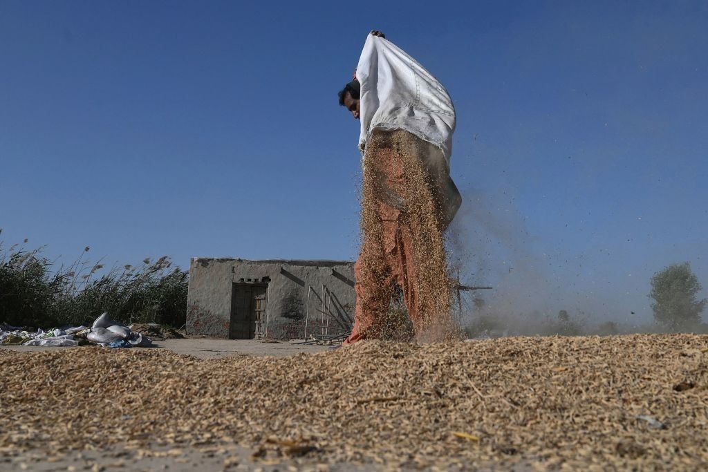 PAKISTAN-INDIA-EU-ECONOMY-RICE