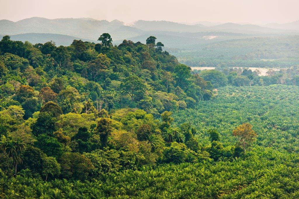 Ferrero announces new ‘Palm Oil Charter’