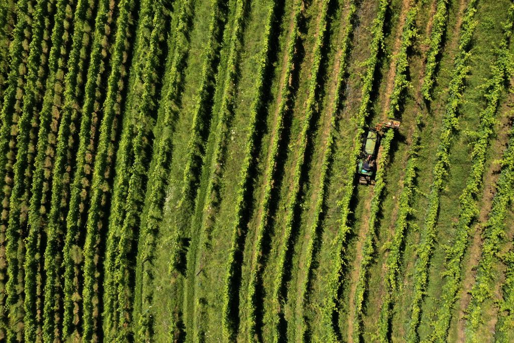 French wine suffers record low output