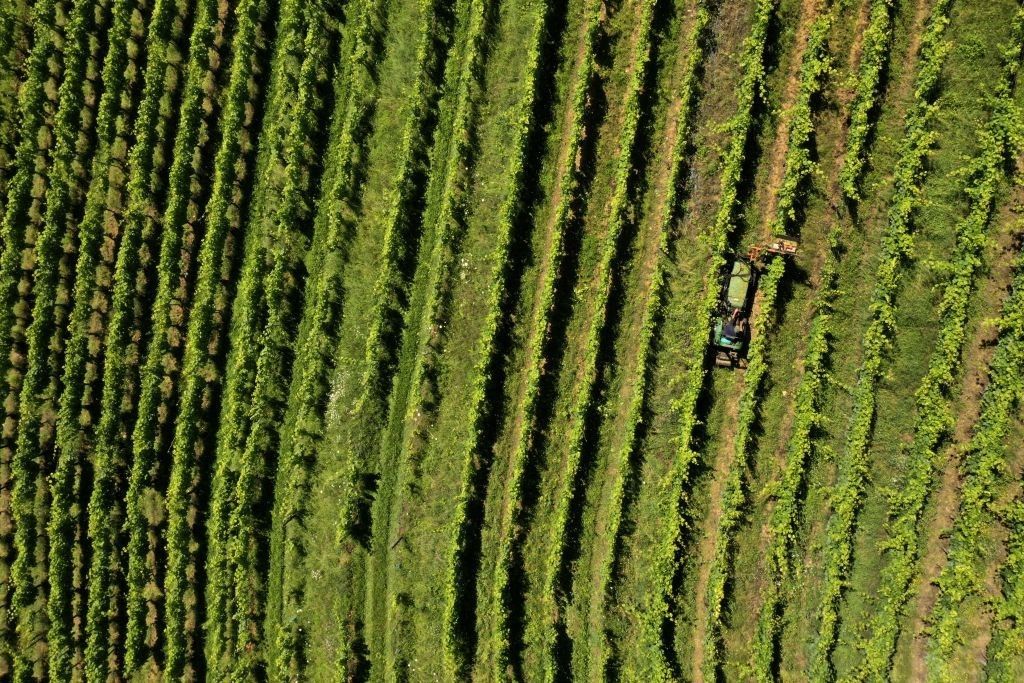 French wine suffers record low output