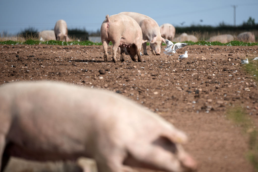 Emergency visa measures not working, pig farmers say as butcher shortage creates slaughter backlog