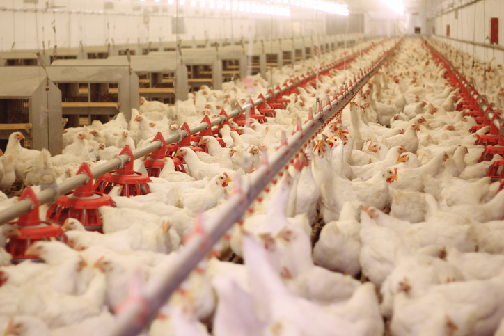 Poultry industry facing labour shortage as ‘perfect storm’ hit chicken factories