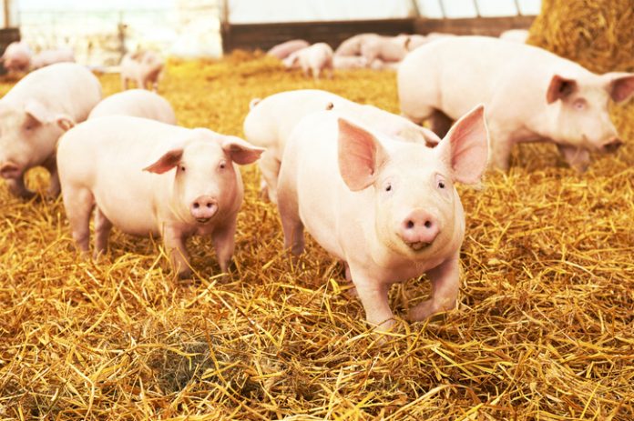 UK pig farming, Mass culling of pigs in UK