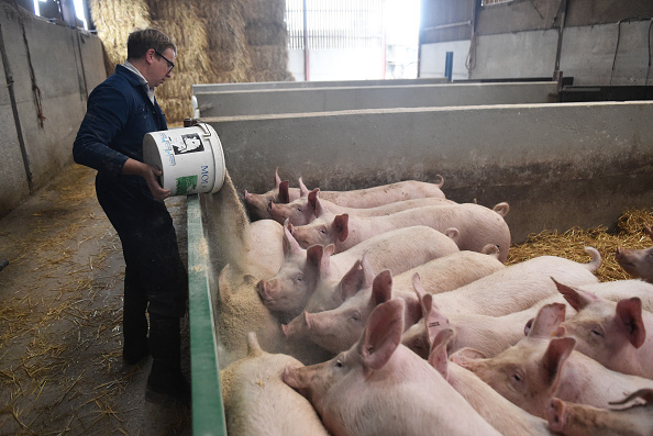 Government announces review to tackle massive pig backlog on farms