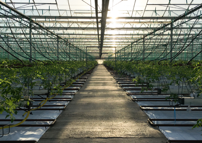 Cucumber crisis: Empty glasshouses threaten availability and prices