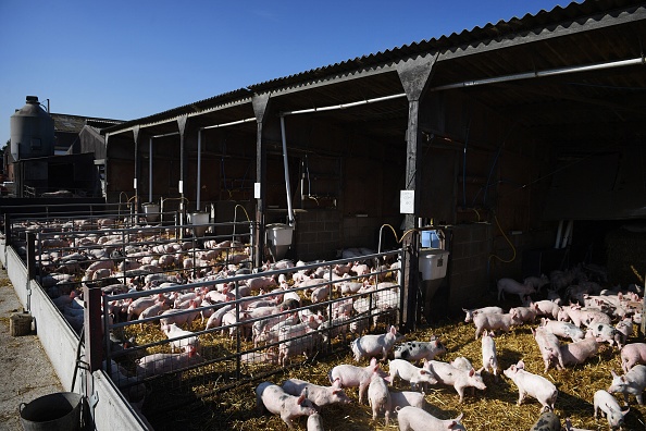 Give bigger share or there won’t be British pig industry left, NFU Scotland warns retailers