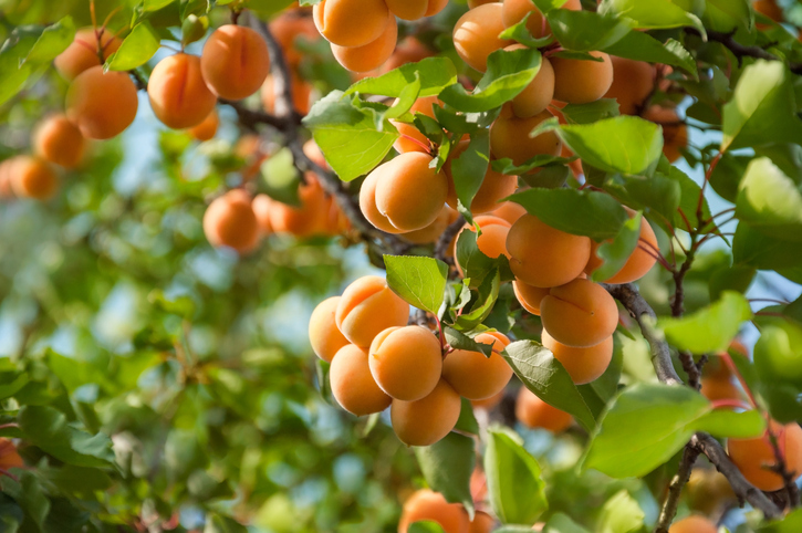 Bumper British apricot harvest set to hit market