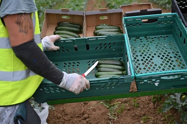 UK vegetable supply under scanner as growers face ‘mountain of challenges’