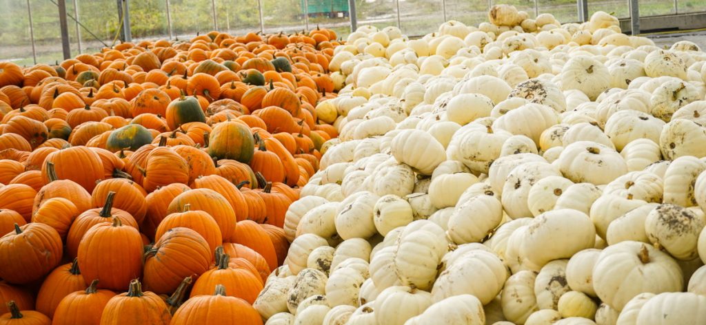 Pumpkins aplenty at SPAR stores, as James Hall enlists Lancashire growers T&E Forshaw for Halloween