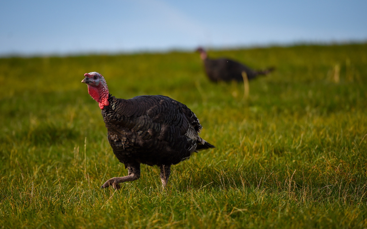 Defra eases Christmas turkey marketing rules following Bird flu outbreak
