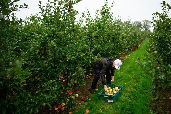 NFU calls for ‘urgent clarity’ on Seasonal Workers Scheme