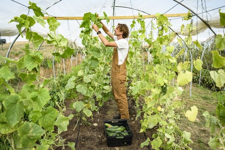 Labour shortages stifling growth for food and drink producers: FDF