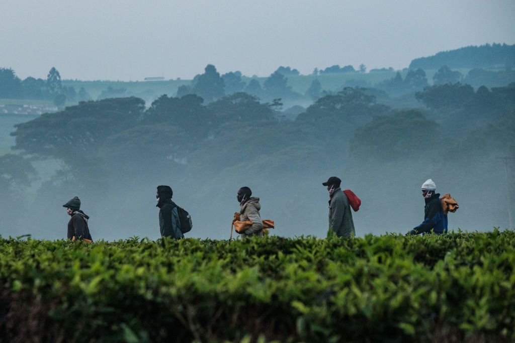 UK tea firms face sex abuse claims in Kenya: report