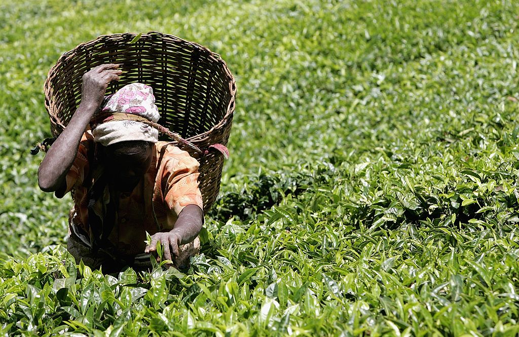 Kenya launches probe into sex abuse claims at UK tea firms