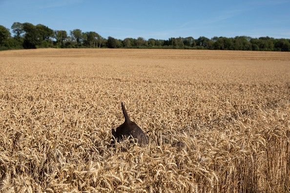 Food prices to rise as ‘wettest July’ harms harvest