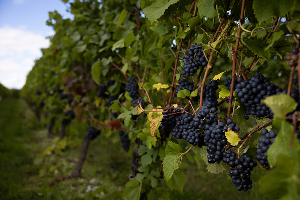 Wine makers predict bumper harvest