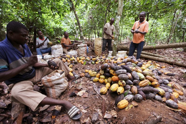 Chocolate prices set to soar as African cocoa plants run out of beans