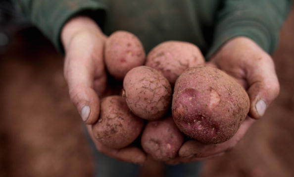 Potato prices soar amid record rainfall